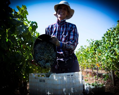 VITIS 2021-2022: Abertas as candidaturas