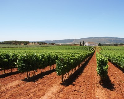 VITIS | Prazo de candidaturas prorrogado até 24 de janeiro de 2022