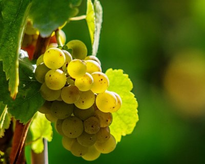 VITIS: Prazo prorrogado para dia 1 de fevereiro