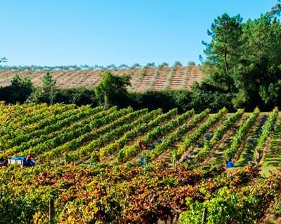 Vitivinícola da Bairrada certifica 5,5 milhões de garrafas e reforça projeto Baga