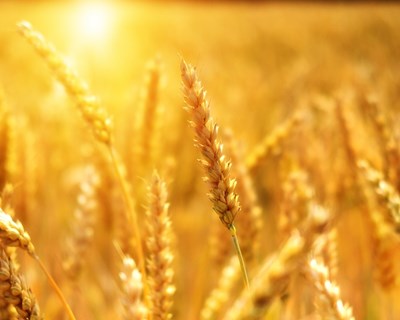Webinar "1.º Encontro dos Cereais Tradicionais: Em busca dos cereais esquecidos"