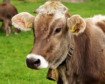 Webinar "The Sustainable Meat Project, a successful communication experience to consumers and stakeholders"