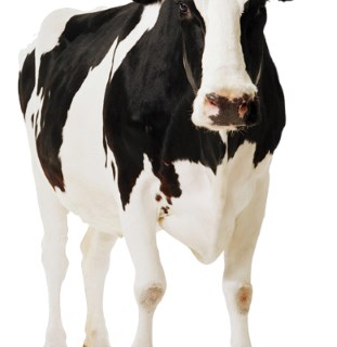 Wezoot: o software de gestão da produção animal