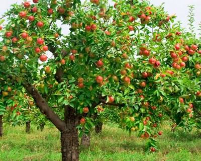 Workshop de podas e enxertias de árvores de fruto