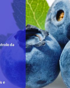 Workshop: Fertilização do Mirtilo, Gestão da Colheita, Qualidade e Conservação