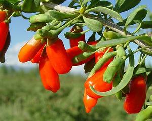Workshop: Instalação e Produção de Bagas Goji