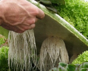 Workshop: ”Técnicas de Cultivo Hidropónicas e Semi-hidropónicas”