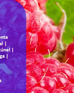 Workshop: “Instalação e Produção de Framboesa”