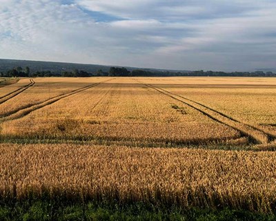 XVI Congresso Nacional do Milho 26 no CNEMA