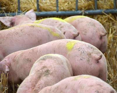 XXVI Feira Nacional do Porco: Desafiar o futuro com o sabor da tradição