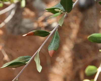 Xylella fastidiosa: atualização da zona demarcada da área metropolitana do Porto