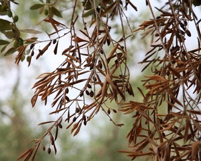 Xylella fastidiosa detetada em Espanha