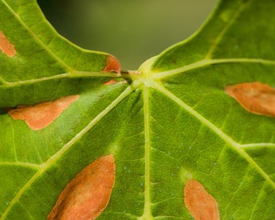 Xylella fastidiosa: o que é e como prevenir?