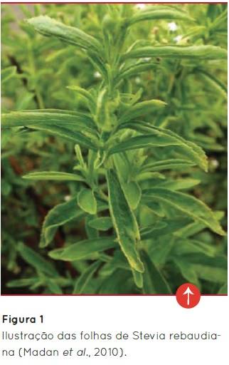 Folhas de stevia