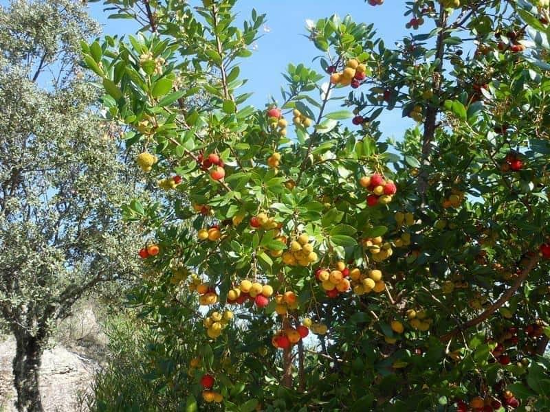 pequenos frutos