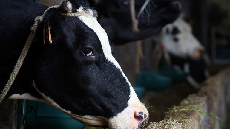 vacas