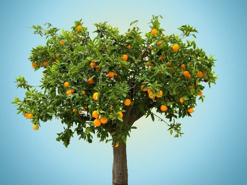 laranjeiras