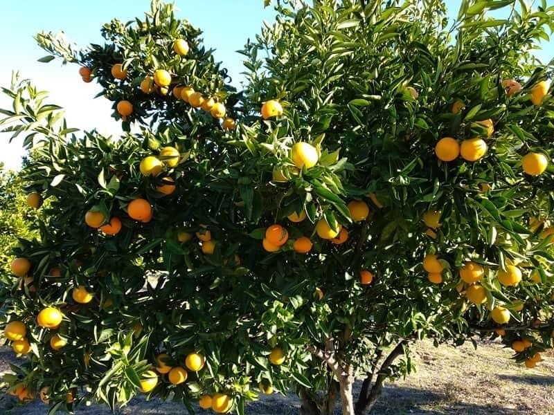 pomares
