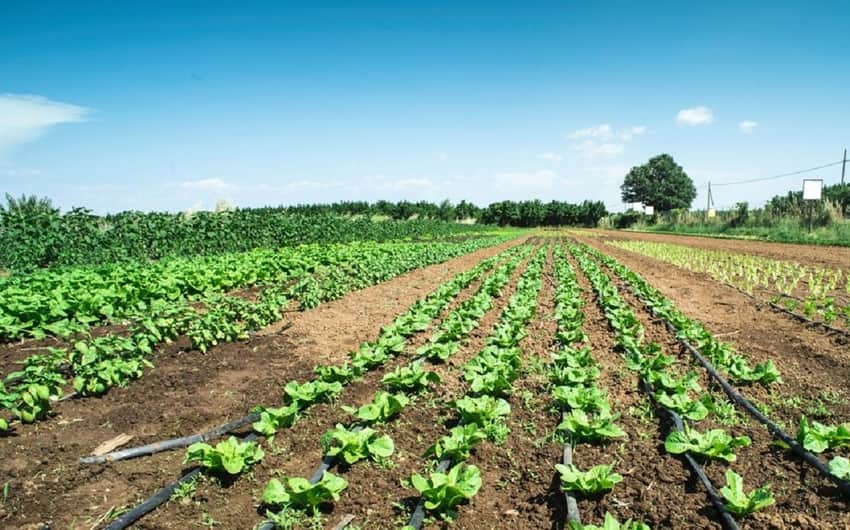 agricultura