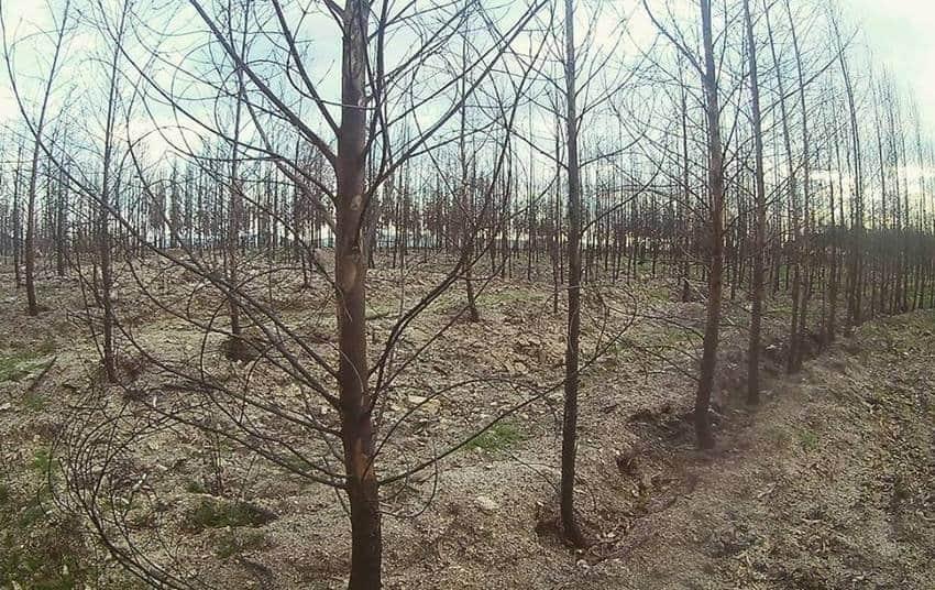 incendios