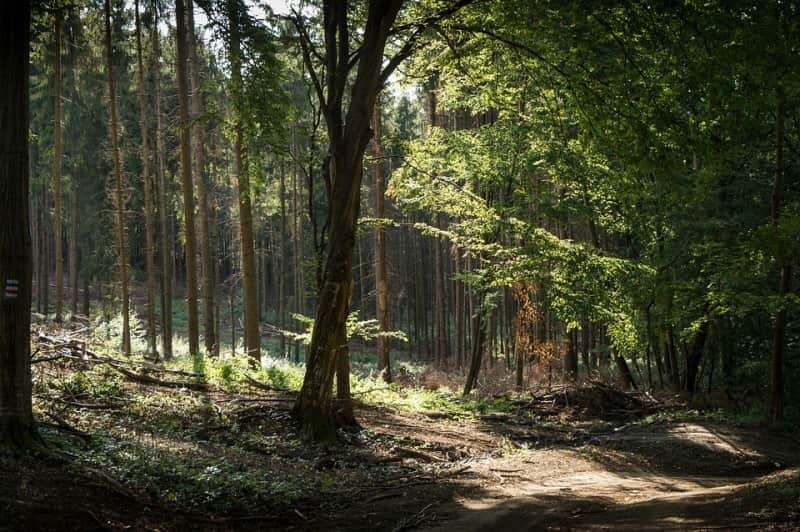 floresta