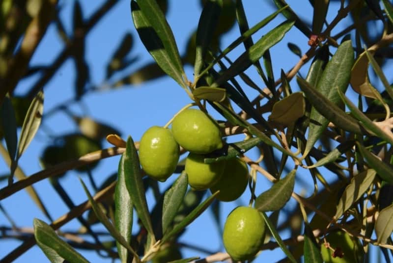 oliveira