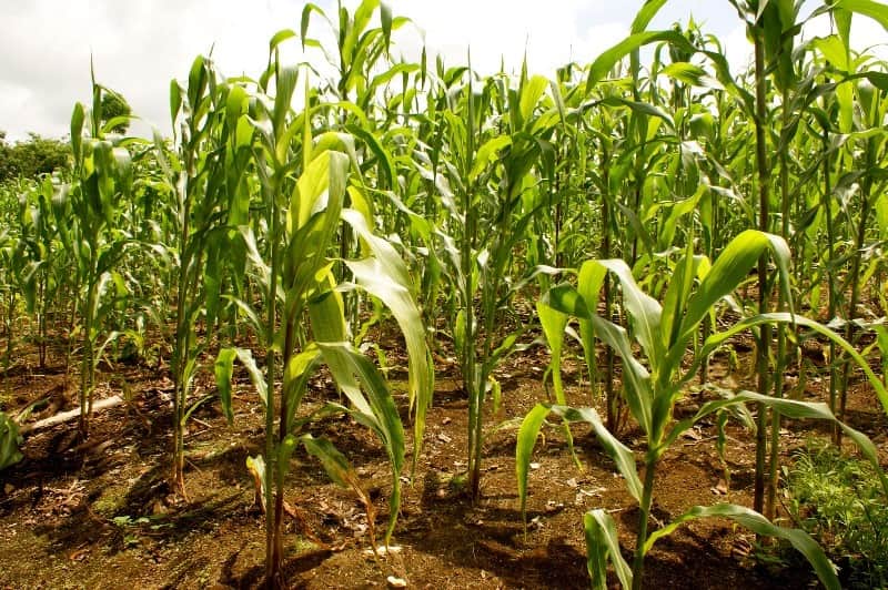 agricultura