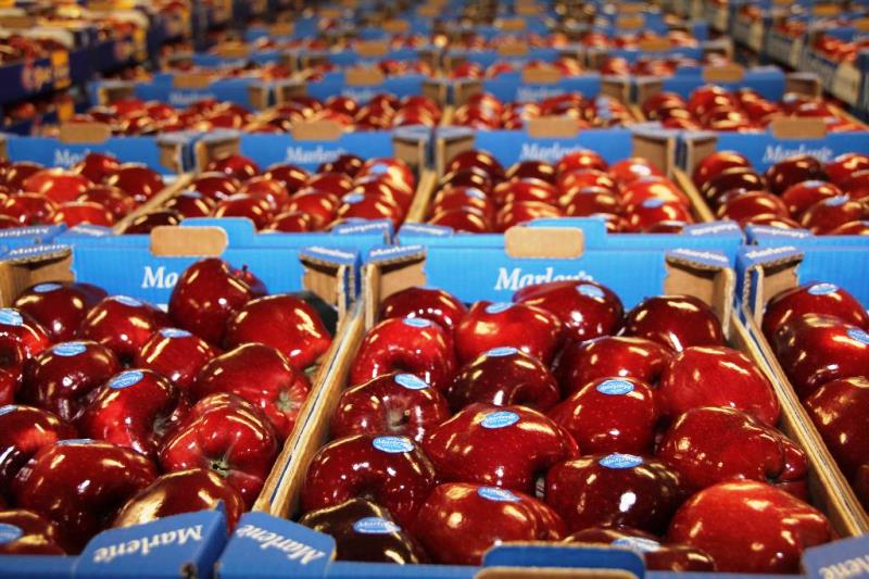 Prognosfruit 
