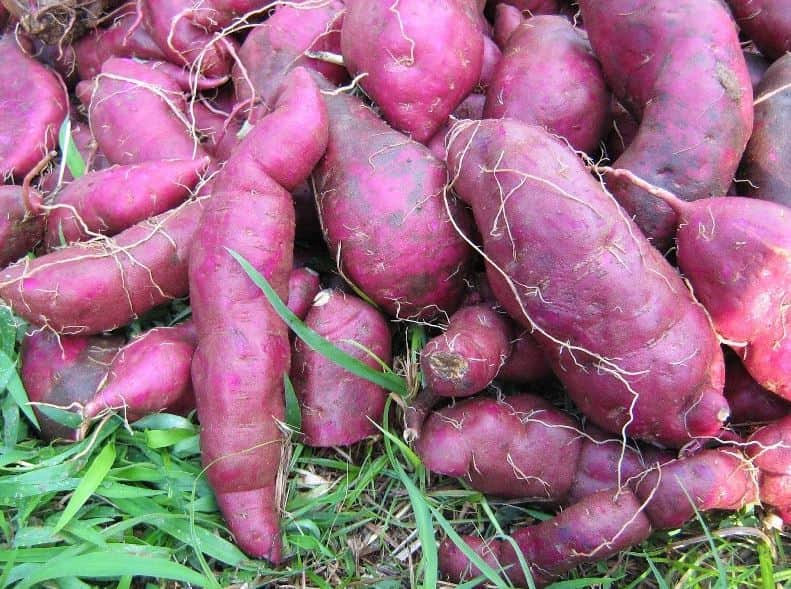 batata doce