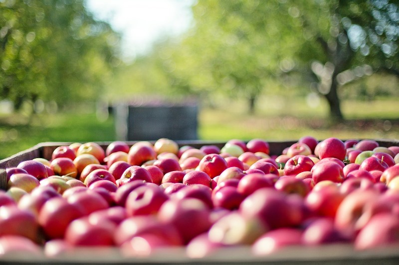 agricultura