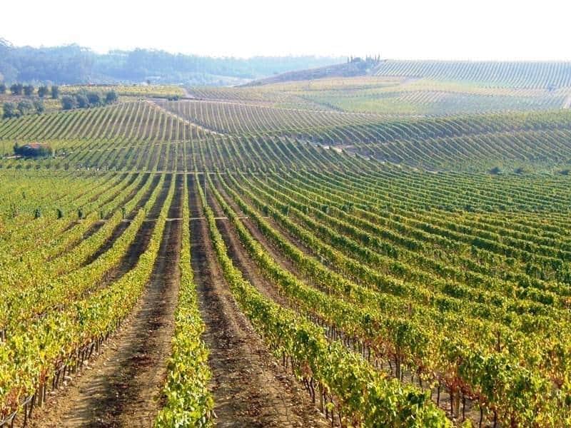 vinhos