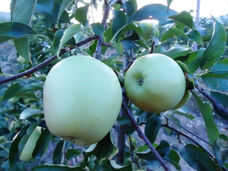 maca