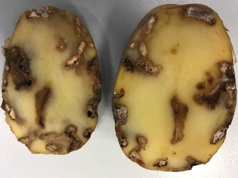 batata 