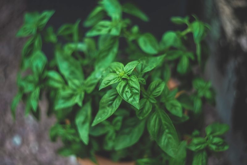 aromaticas