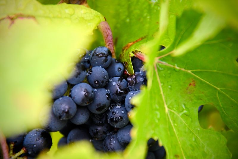 uvas