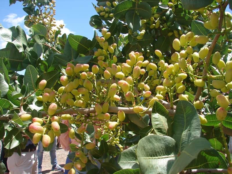 pistacio