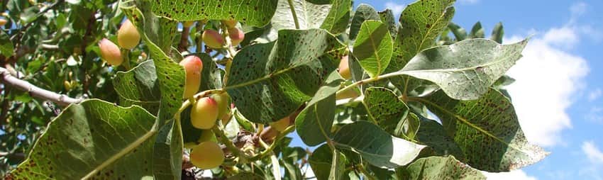 pistacio
