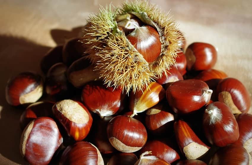 castanha