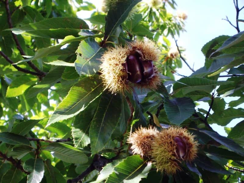 frutos secos