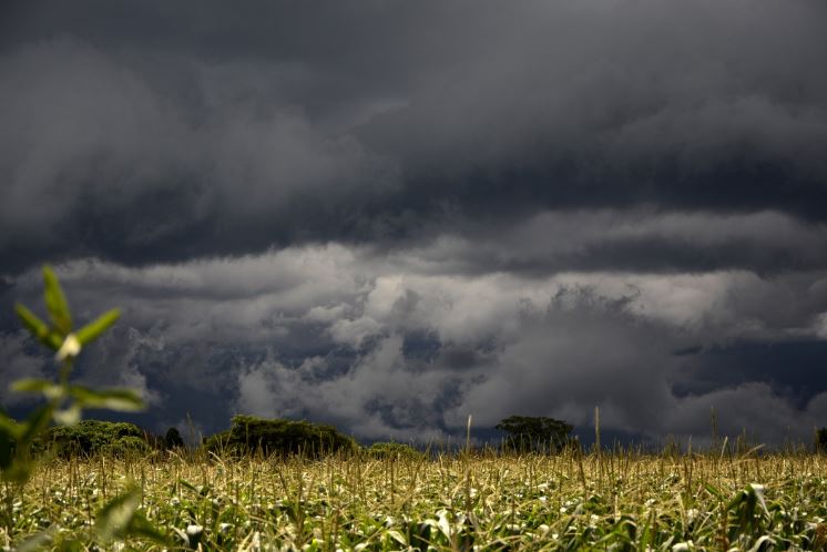 agricultura