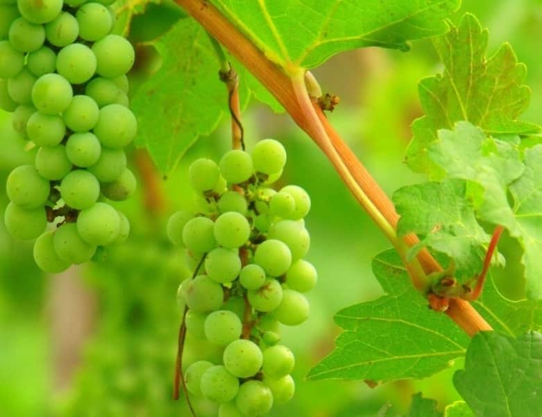 uvas