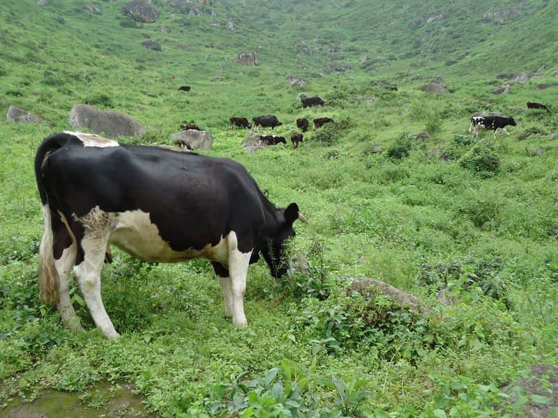 vacas