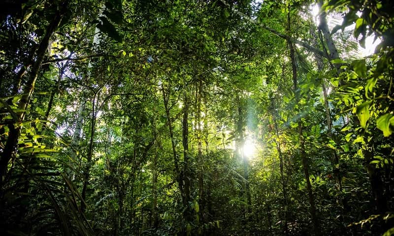 floresta 