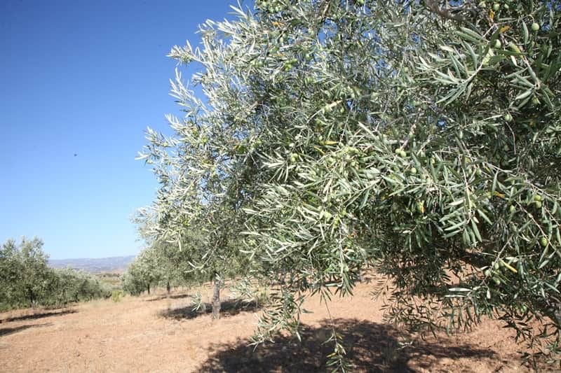 olival