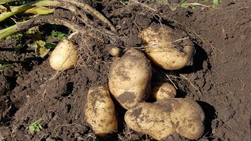 batata