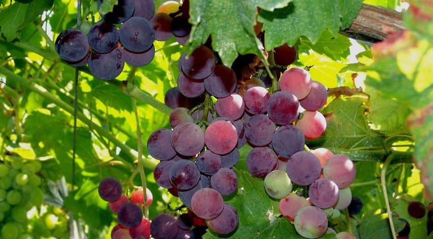 uvas