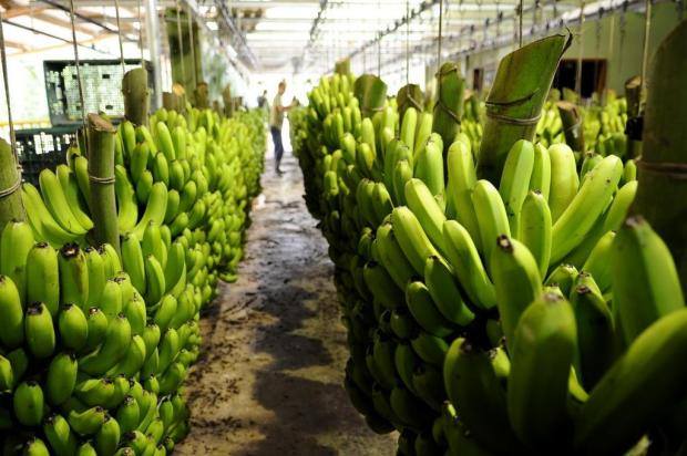 banana