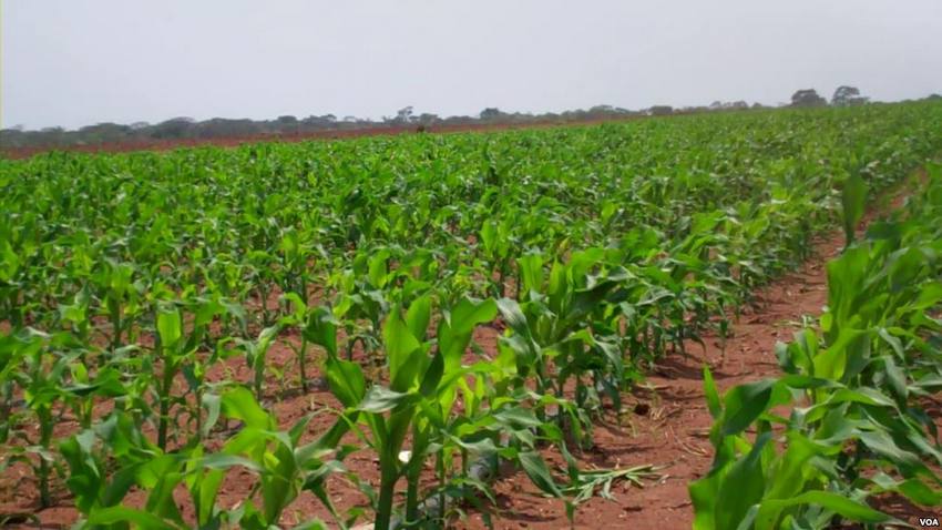 agricultura