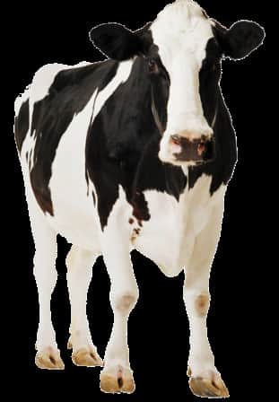 vaca