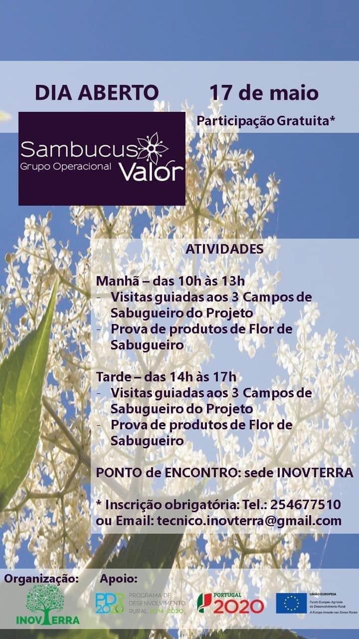 sambucus 